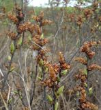 Myrica tomentosa. Верхушки побегов с мужскими соцветиями. Камчатский край, Елизовский р-н, окр. г. Петропавловск-Камчатский, травянисто-кустарниковое болото. 23.06.2013.