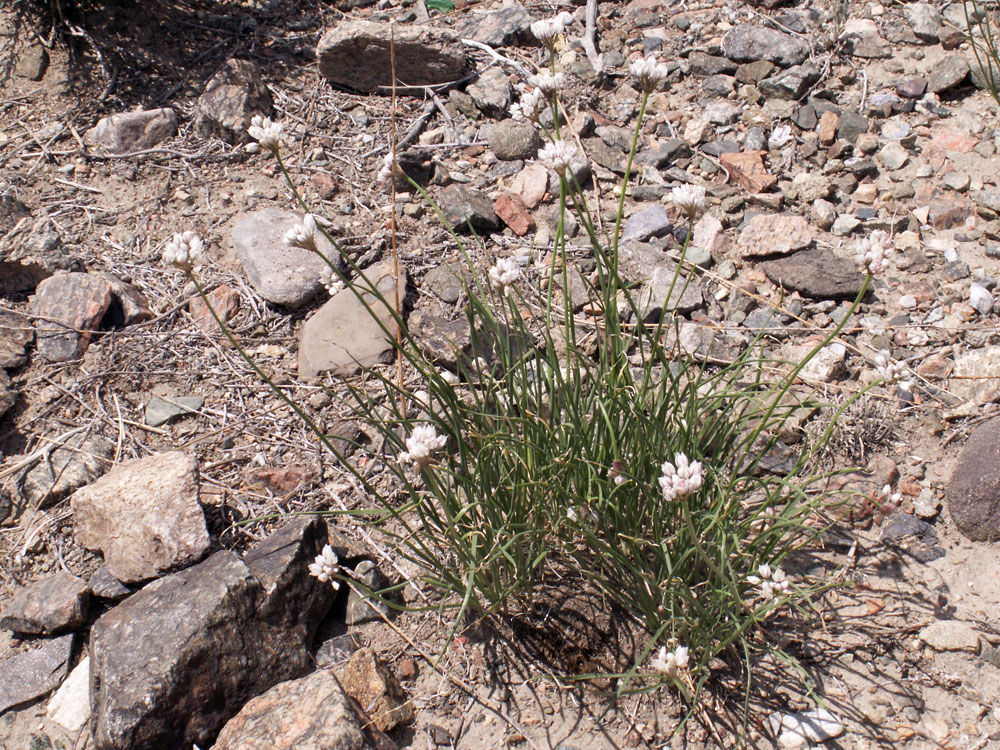 Изображение особи Allium oreoprasum.