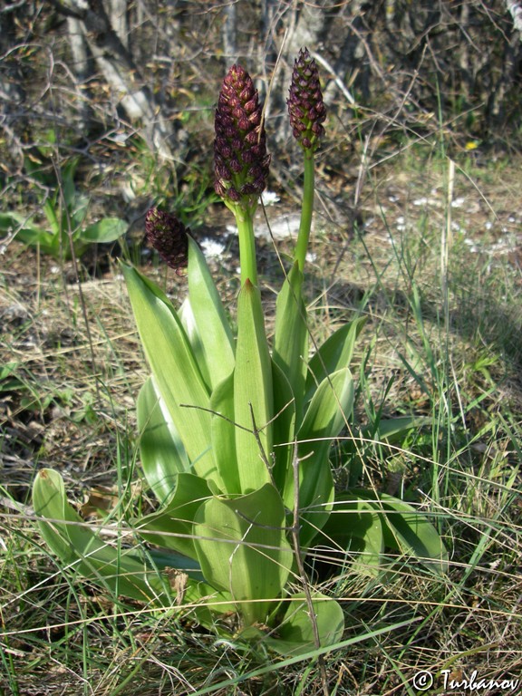 Изображение особи Orchis purpurea.