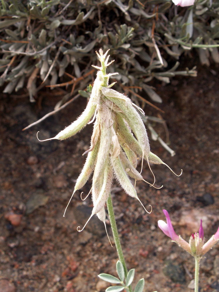 Image of Astragalus petraeus specimen.