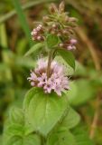 Смотреть изображение Mentha × verticillata
