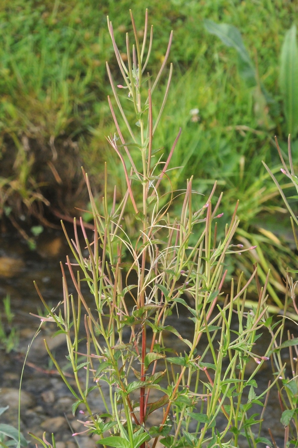 Изображение особи Epilobium tetragonum.