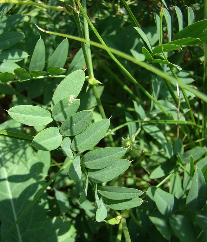 Изображение особи Galega officinalis.