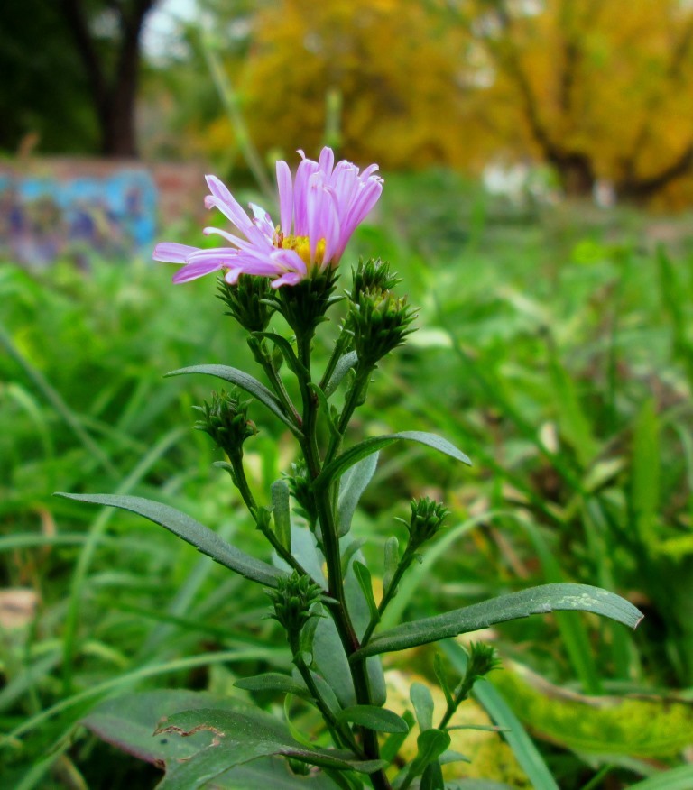 Изображение особи род Symphyotrichum.