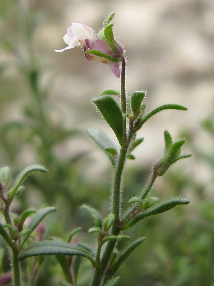 Image of Chaenorhinum minus specimen.