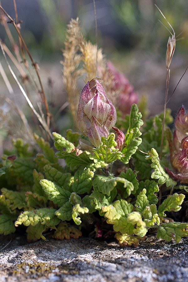 Image of Scutellaria subcaespitosa specimen.