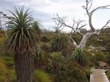 Dracophyllum pandanifolium. Вегетирующие растения. Австралия, о. Тасмания, национальный парк \"Крэдл Маунтин\". 27.02.2009.