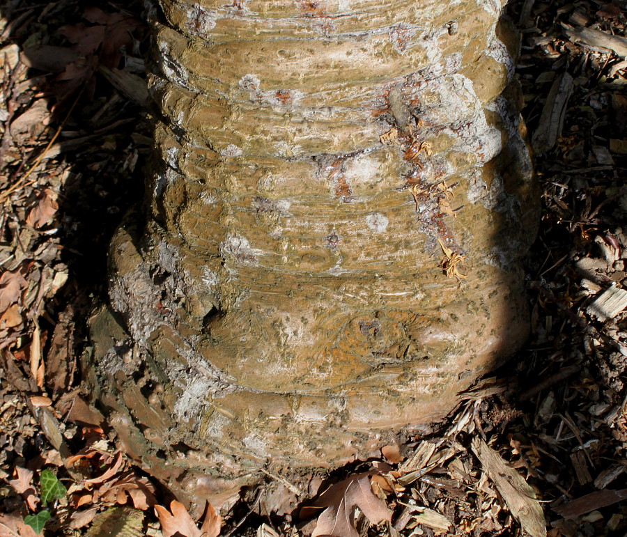 Image of Araucaria araucana specimen.