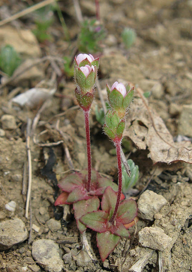 Image of Androsace maxima specimen.