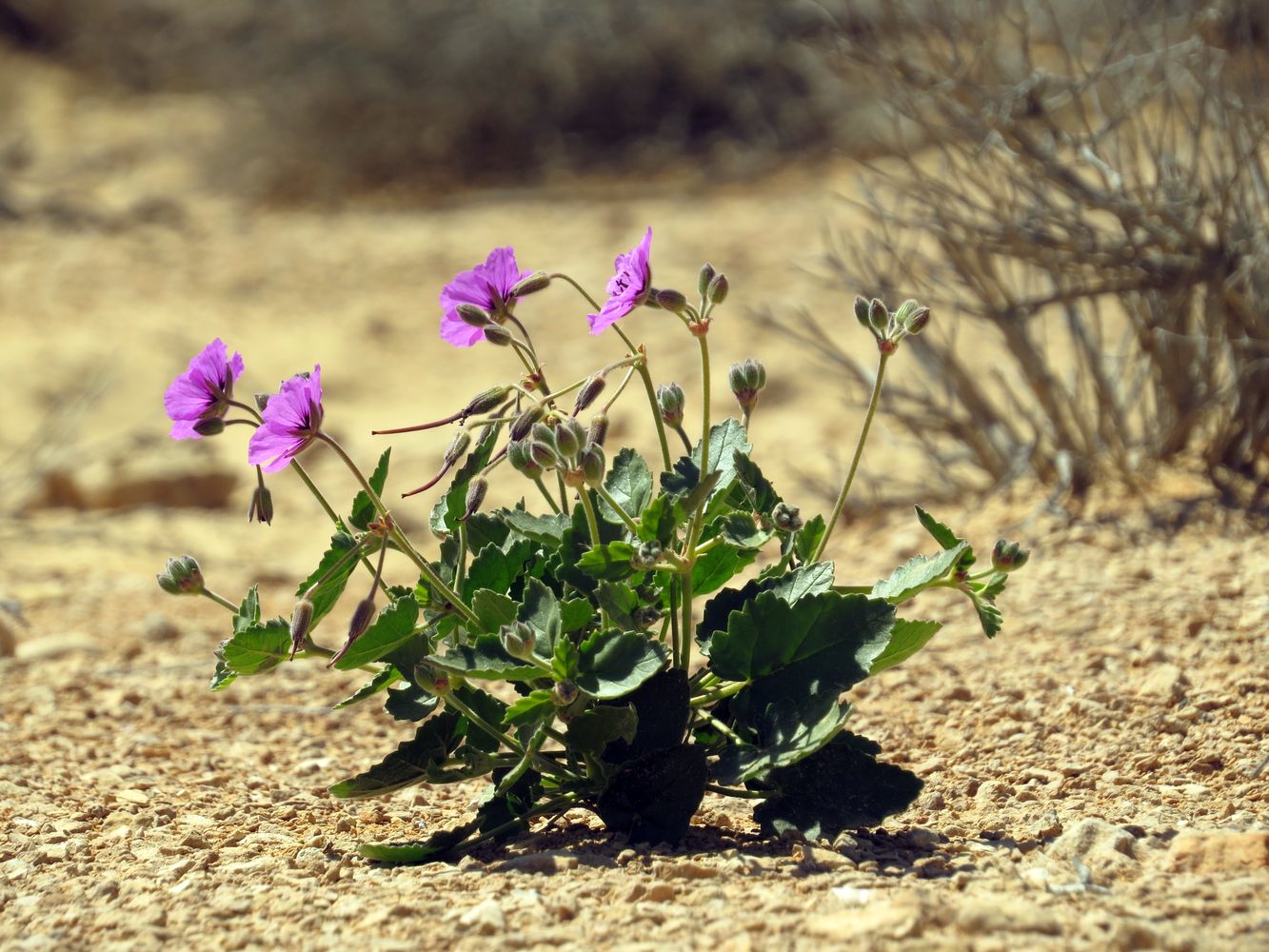 Изображение особи Erodium arborescens.