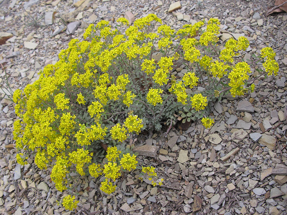 Image of Odontarrhena obtusifolia specimen.