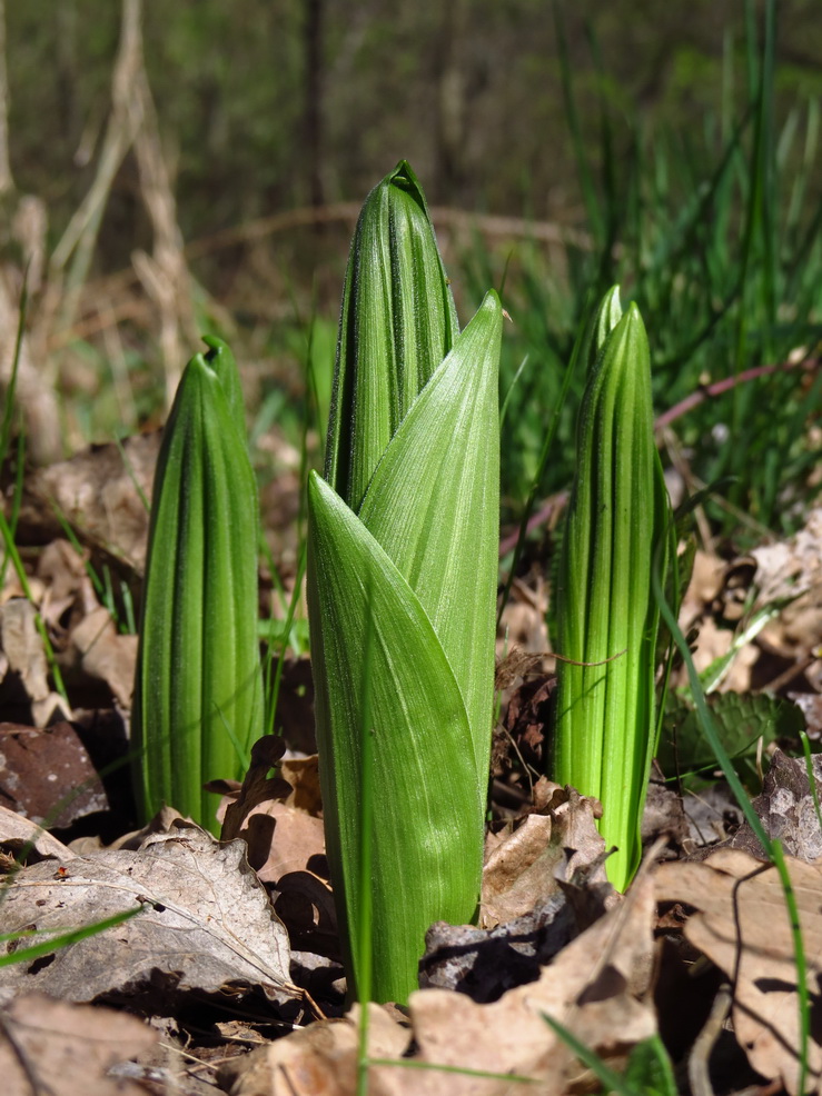 Image of Veratrum lobelianum specimen.