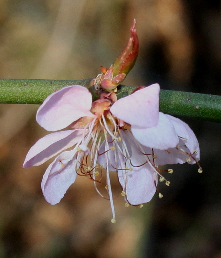 Image of Prunus mume specimen.