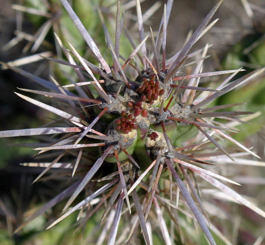 Изображение особи род Cylindropuntia.