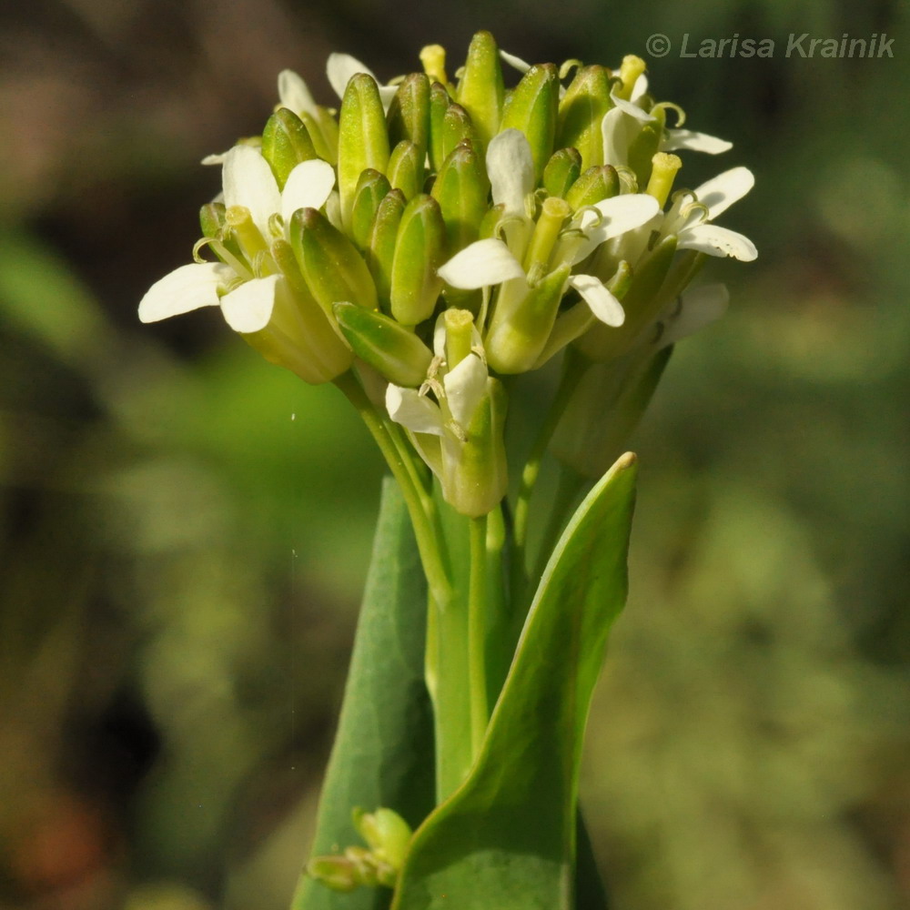 Изображение особи Turritis glabra.