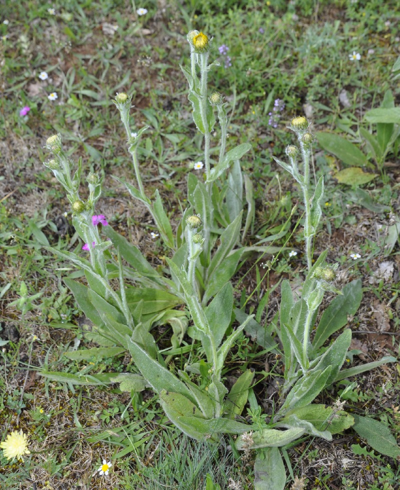 Изображение особи Inula oculus-christi.