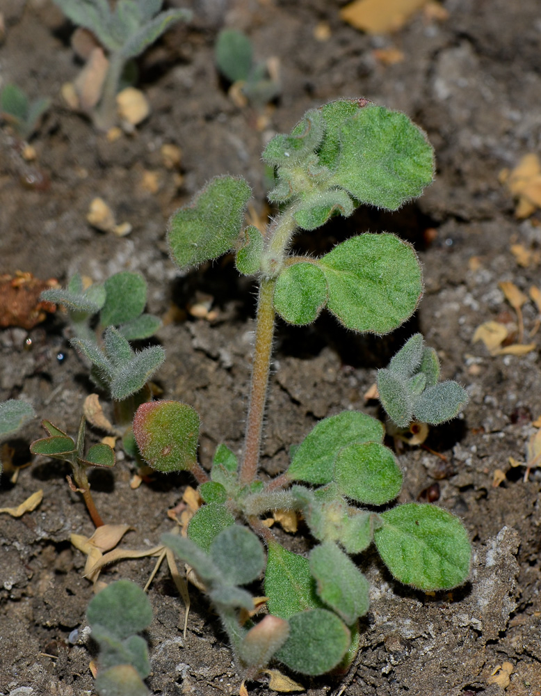 Image of Glinus lotoides specimen.