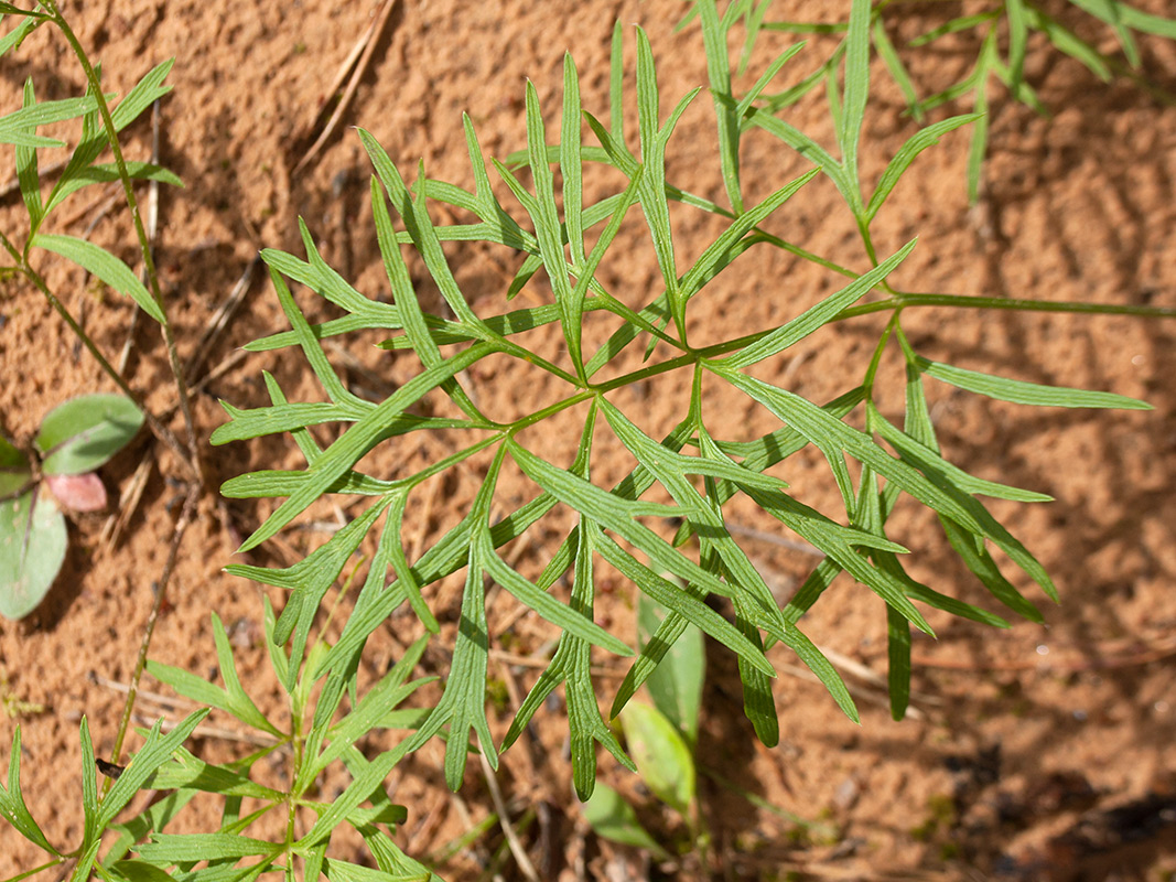 Image of Pulsatilla pratensis specimen.