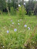 Cichorium intybus. Цветущие растения. Московская обл., Дмитровский р-н, берег канала им. Москвы. 27.06.2014.