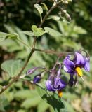 Смотреть изображение Solanum kitagawae