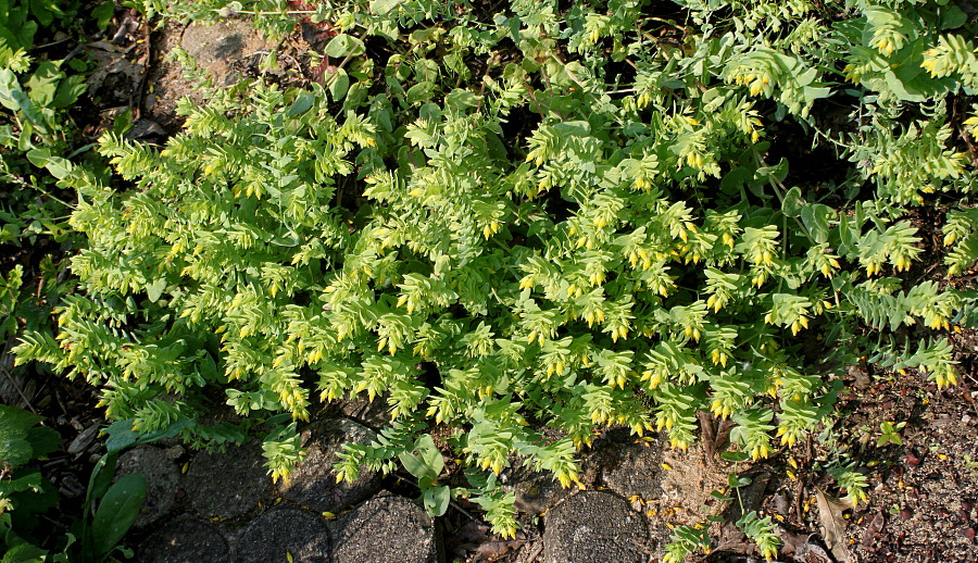 Image of Cerinthe minor specimen.