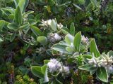 Salix glauca. Побеги с соплодиями. Кольский полуостров, Восточный Мурман, берег губы Дальнезеленецкая. 03.08.2009.