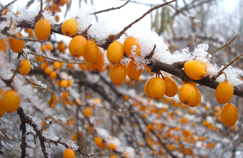 Image of Hippophae rhamnoides specimen.