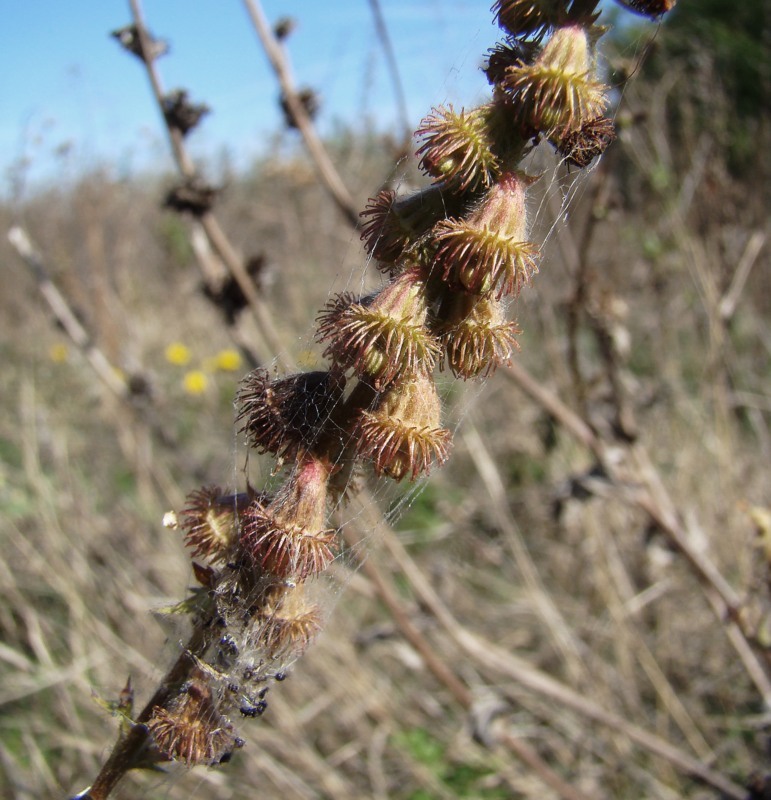 Image of Agrimonia asiatica specimen.