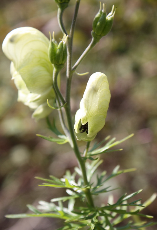 Image of Aconitum anthoroideum specimen.