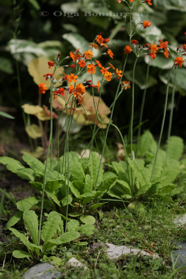 Image of Primula cockburniana specimen.