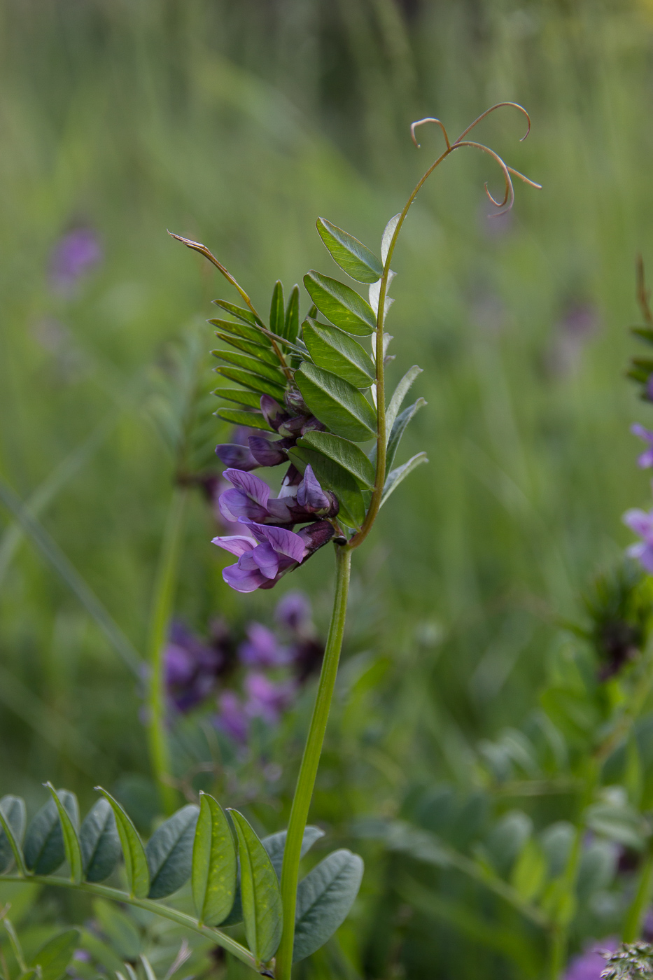 Изображение особи Vicia sepium.