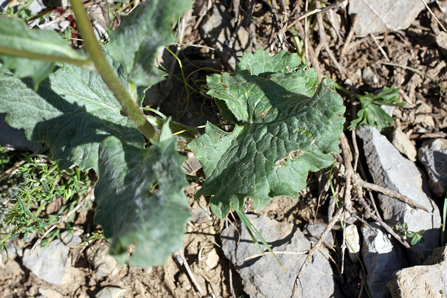 Image of Ligularia karataviensis specimen.