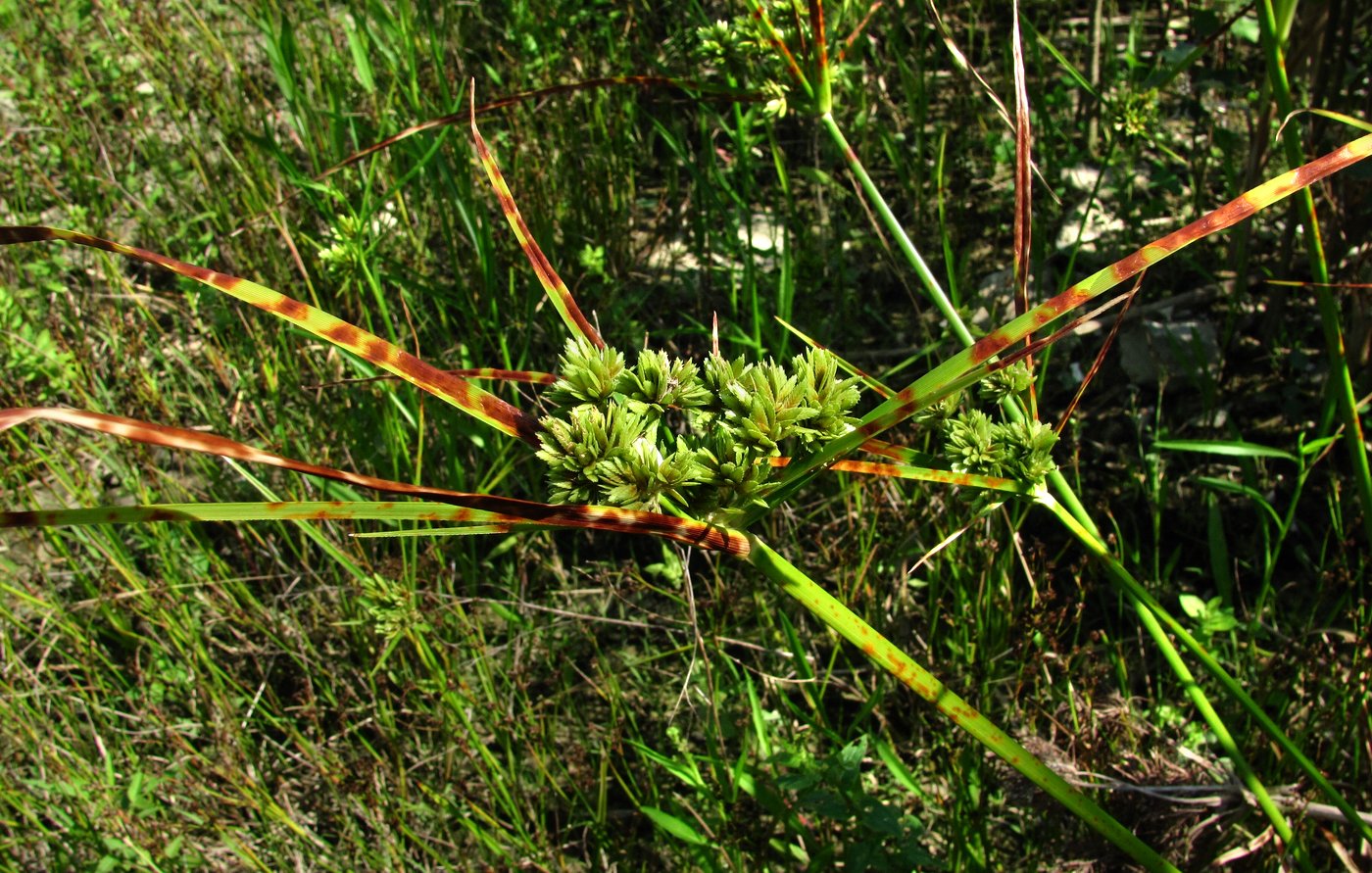 Image of Cyperus eragrostis specimen.