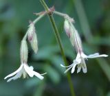 Silene nutans