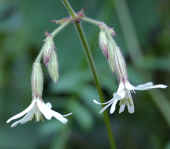 Изображение особи Silene nutans.