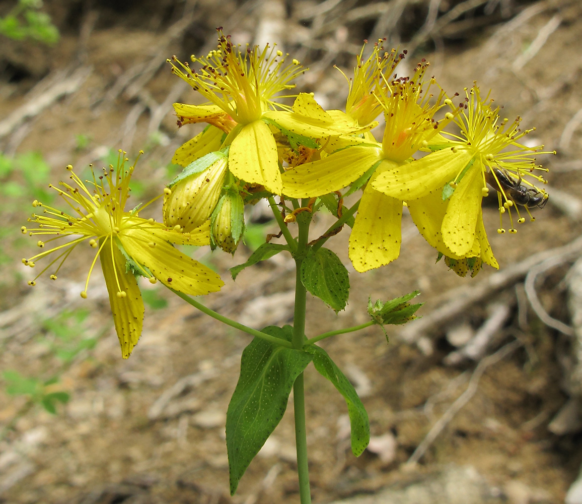 Image of Hypericum maleevii specimen.