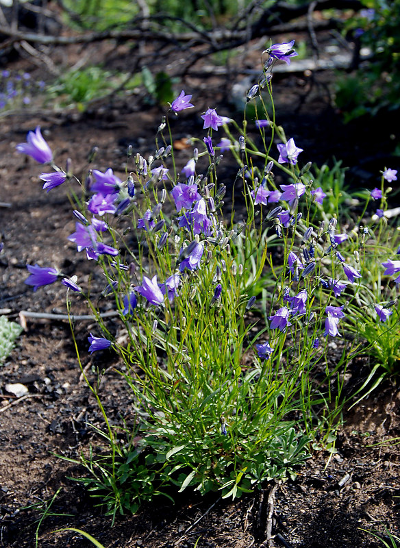 Image of Campanula rotundifolia specimen.