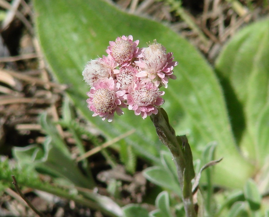 Image of Antennaria dioica specimen.