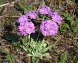 Primula farinosa