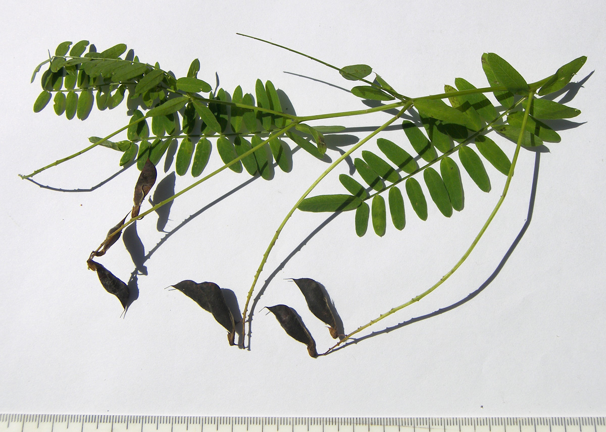 Image of Vicia abbreviata specimen.