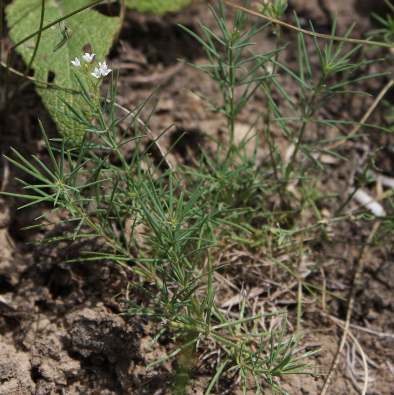 Изображение особи Asperula cynanchica.