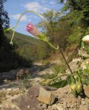 Ipomoea purpurea