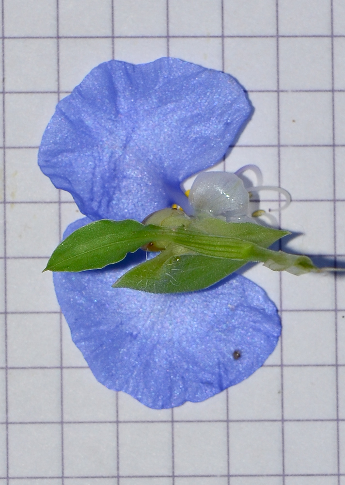 Image of Commelina erecta specimen.