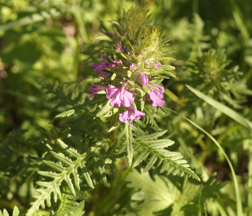 Image of Pedicularis macrochila specimen.