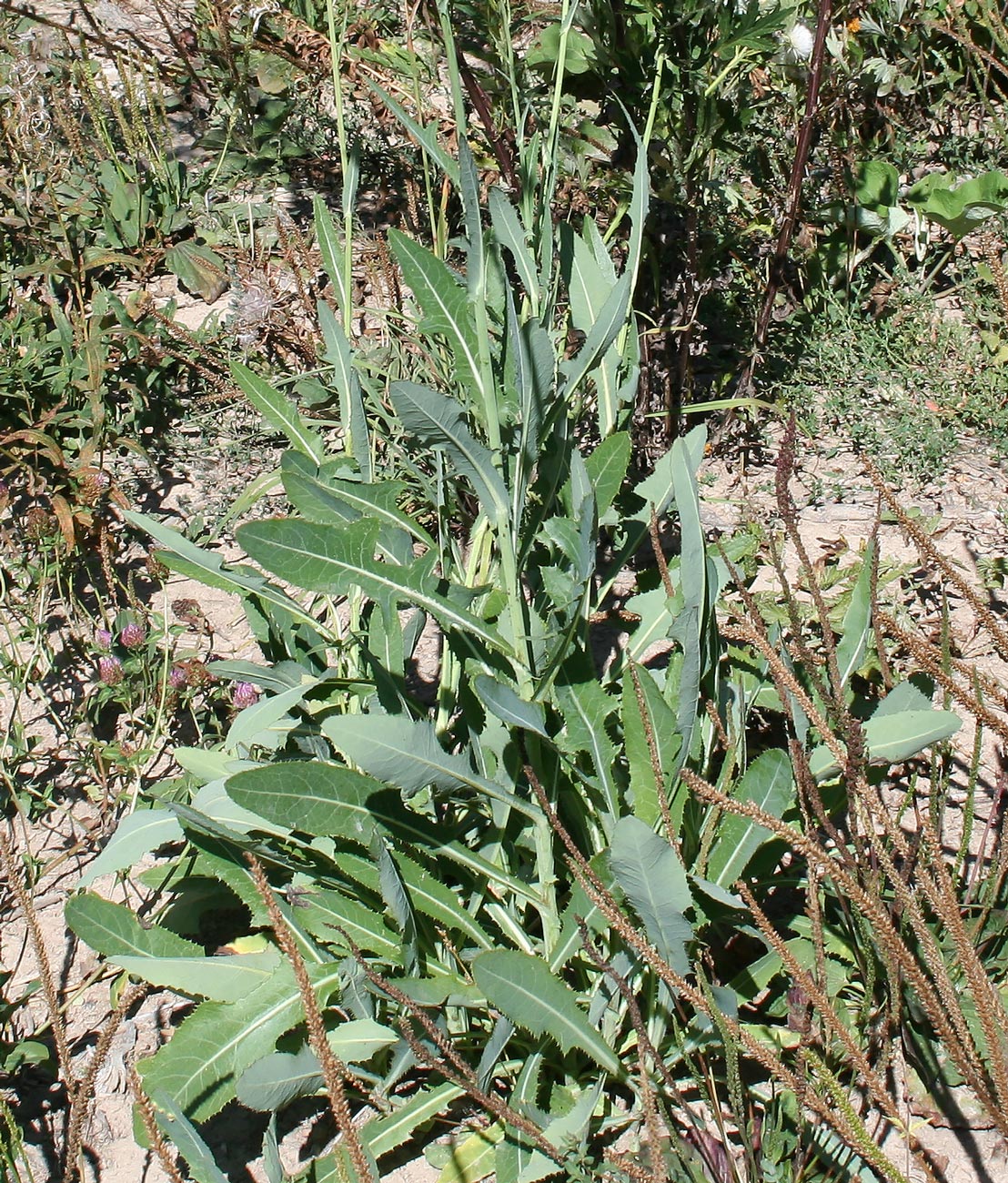 Изображение особи Sonchus arvensis.