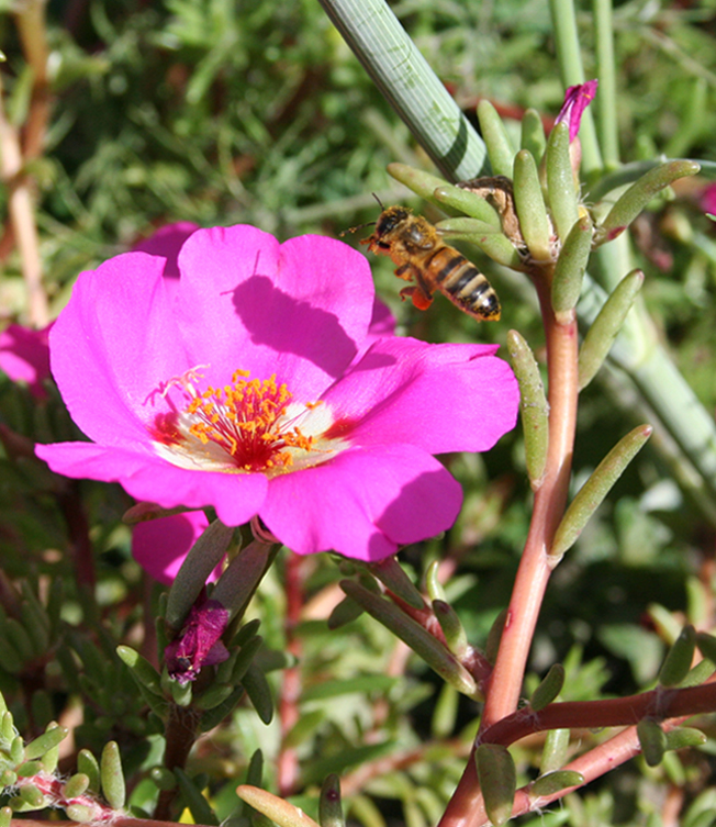 Image of Portulaca grandiflora specimen.