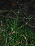 Carex remota. Цветущее растение в лесу. Адыгея, долина р. Фарс. 15.08.2008.