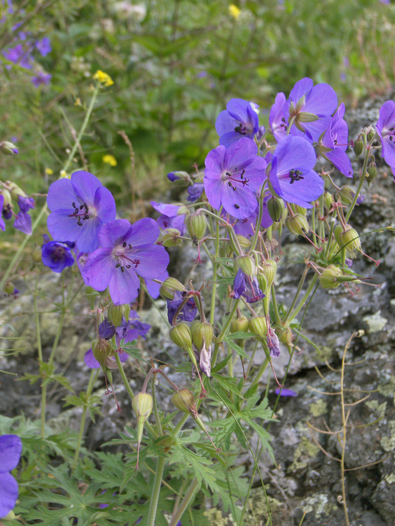 Изображение особи Geranium ruprechtii.