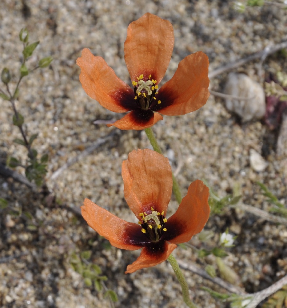 Изображение особи Papaver nigrotinctum.