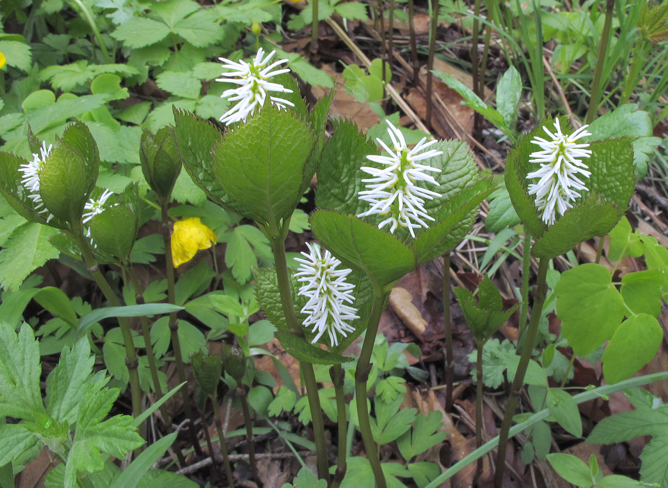 Image of Chloranthus quadrifolius specimen.